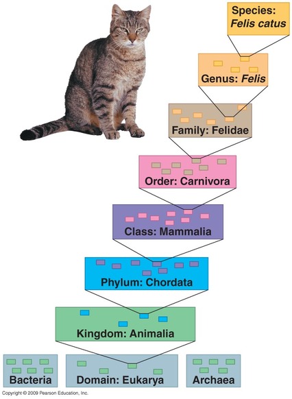 classification essay about cat